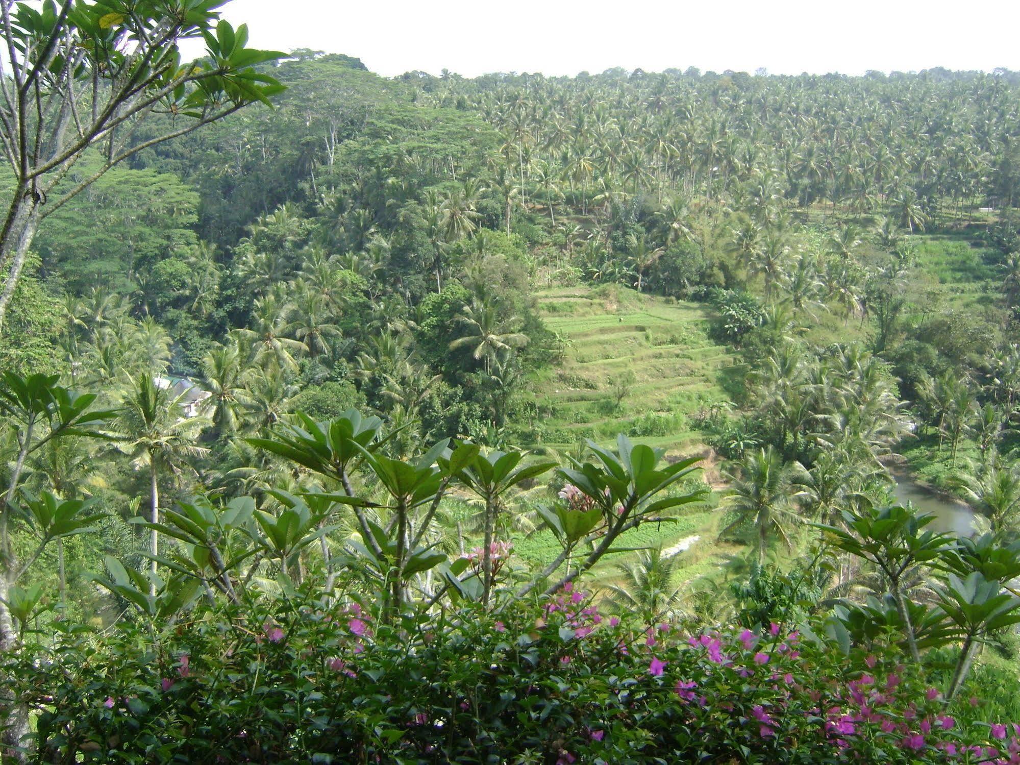 Taman Bebek Bali Hotel Ubud  Luaran gambar