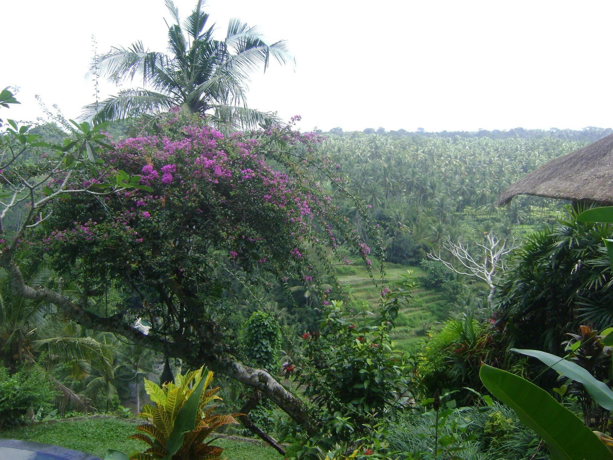 Taman Bebek Bali Hotel Ubud  Luaran gambar